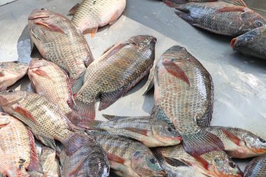 Pazarda taze balık