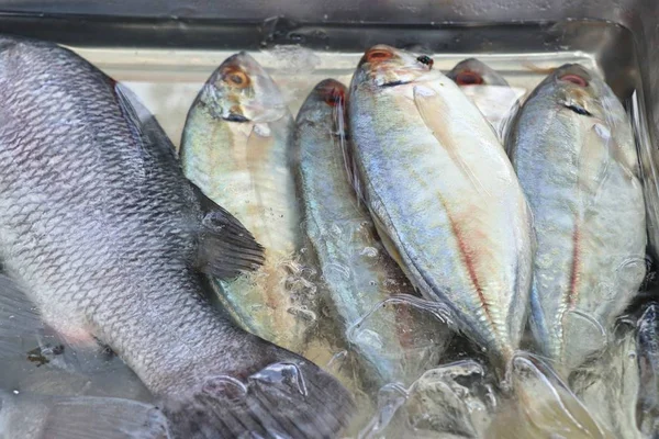 屋台の食べ物で新鮮な Fishs — ストック写真