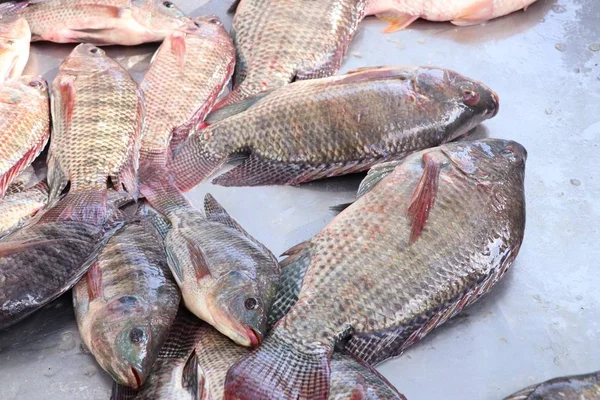 Poisson Frais Sur Marché — Photo