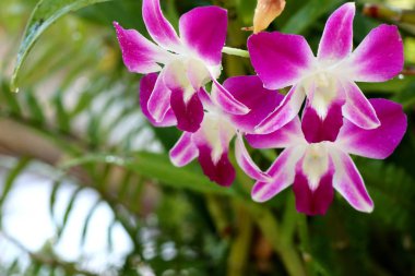 Tropikal Pembe orkide çiçek