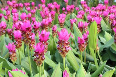 Siam Lale çiçek içinde tropikal