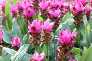 Siam Lale çiçek içinde tropikal