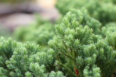 Tropikal yeşil eğreltiotu