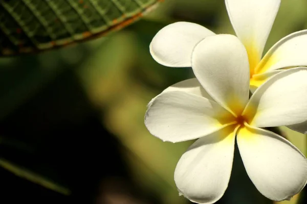Tropiska Blommor Vit Frangipani — Stockfoto