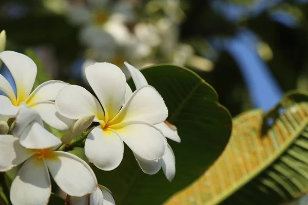 Tropik Çiçekler Beyaz Frangipani — Stok fotoğraf