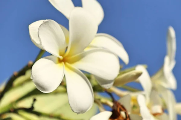 Flores Tropicales Frangipani Blanco —  Fotos de Stock
