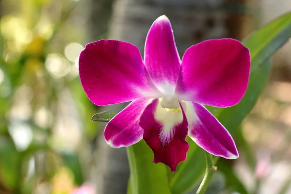 Trópusi Rózsaszín Orchidea Virág — Stock Fotó