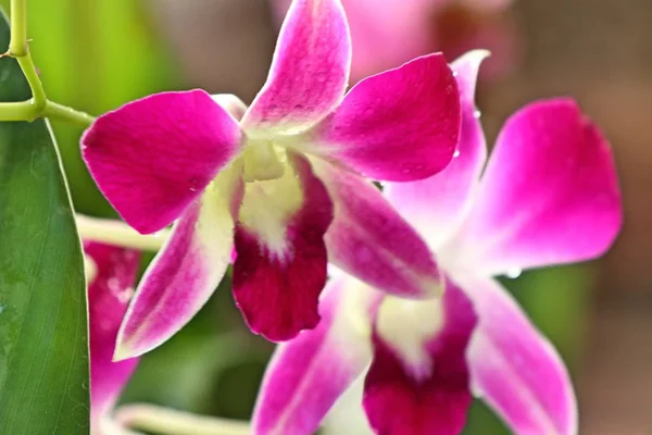 Tropisk Rosa Orkidé Blomma — Stockfoto