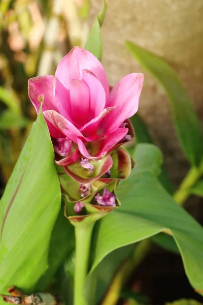 Fleurs Tulipes Siam Tropical — Photo