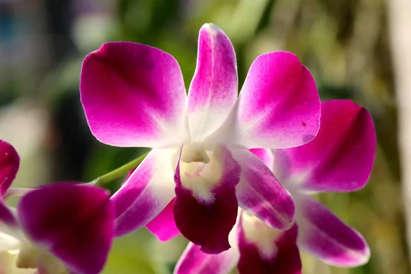 Tropische Rosa Orchideenblume — Stockfoto