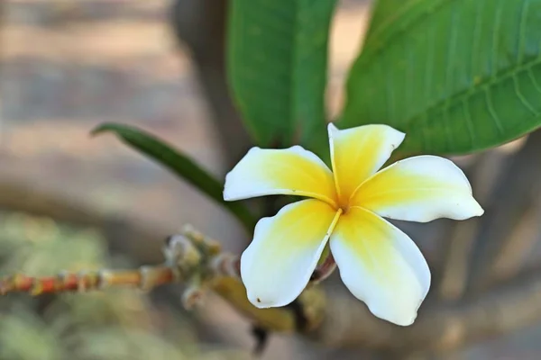 Tropik Çiçekler Beyaz Frangipani — Stok fotoğraf