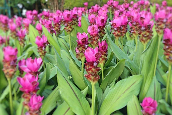 Siam Tulipán Květy Tropických — Stock fotografie