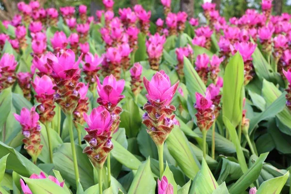 Siam tulip flowers in tropical