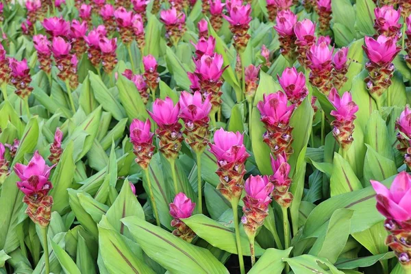 Siam tulip flowers in tropical