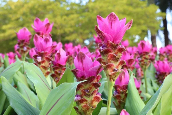 Siam Tulipán Květy Tropických — Stock fotografie