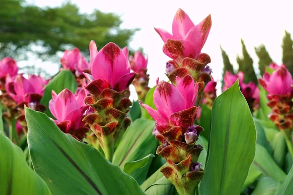 Siam Tulipán Květy Tropických — Stock fotografie