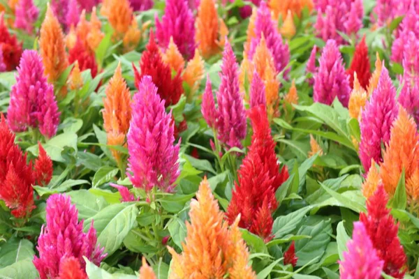 Květina Hřebínek Tropických — Stock fotografie