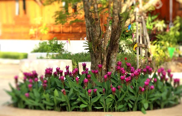 Siam Tulip Flowers Tropical — Stock Photo, Image