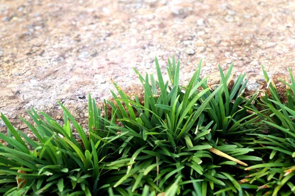 Planta Brote Verde Con Piedra — Foto de Stock