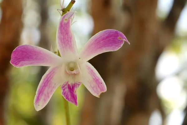 Flor Orquídea Rosa Tropical — Foto de Stock