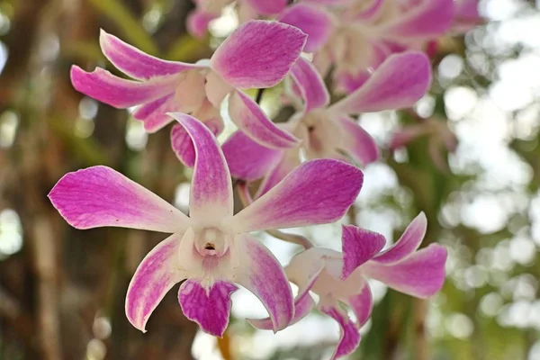 Flor Orquídea Rosa Tropical — Fotografia de Stock