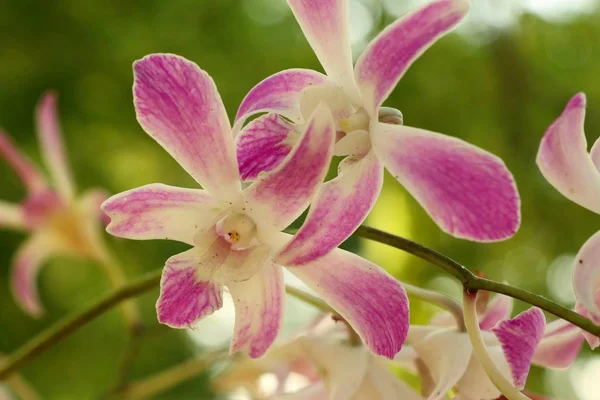 Tropikalne Kwiecie Orchidei — Zdjęcie stockowe