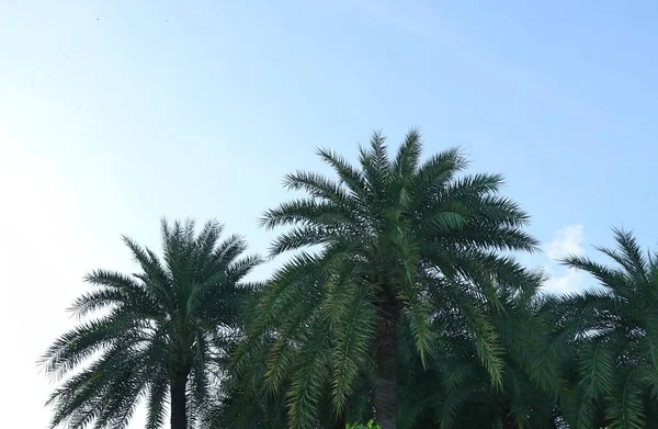 Palm Hemel — Stockfoto