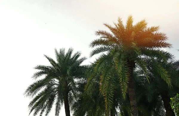 Gökyüzünde Palmiye — Stok fotoğraf