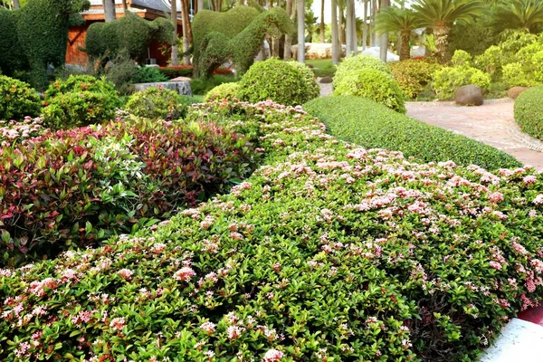 Ixora Blumen Park — Stockfoto