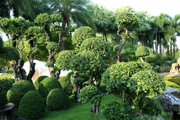 Inglaterra Jardín Tropical —  Fotos de Stock
