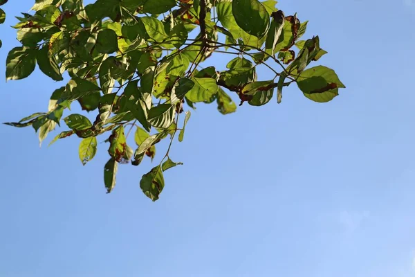 Зеленые Листья Тропиках — стоковое фото