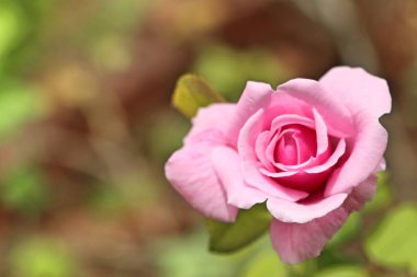 Tropikal içinde pembe gül