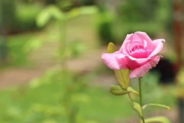 Růžové Růže Tropických — Stock fotografie