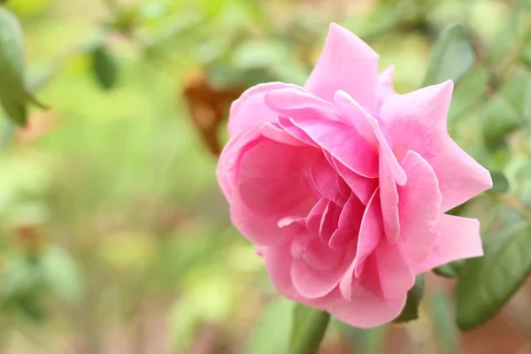 Rose Rose Tropical — Photo