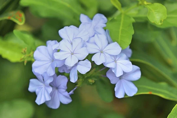 Purple Flowers Tropical — Stock Photo, Image