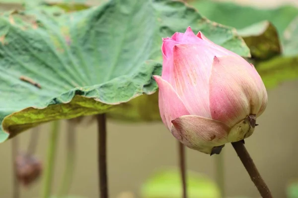 Bellissimi Fiori Loto Tropicale — Foto Stock