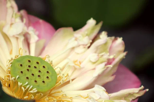 Tropikal Güzel Lotus Çiçekleri — Stok fotoğraf