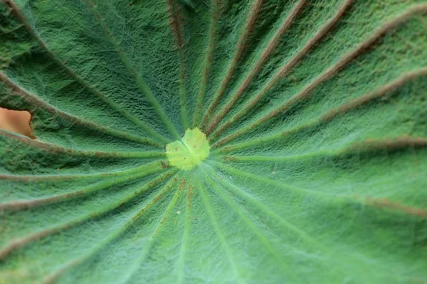 緑蓮の葉の背景 — ストック写真
