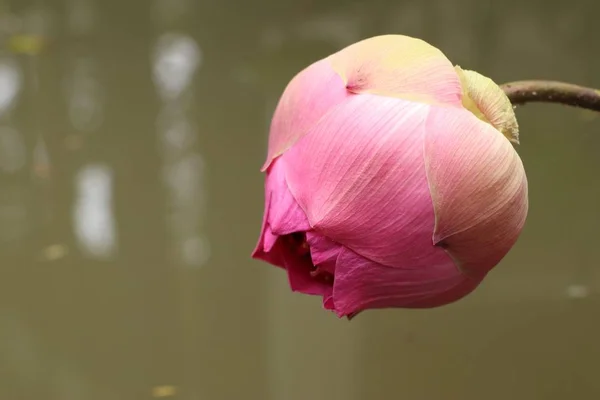 Beautiful Lotus Flowers Tropical — Stock Photo, Image