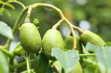 Tropikal zeytin ağacı