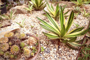 Tropikal güzel kaktüs