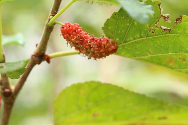 Mulberry Branch — Stock Photo, Image