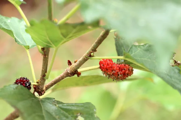 Mulberry Branch — Stock Photo, Image