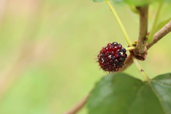 Maulbeere Auf Dem Ast — Stockfoto