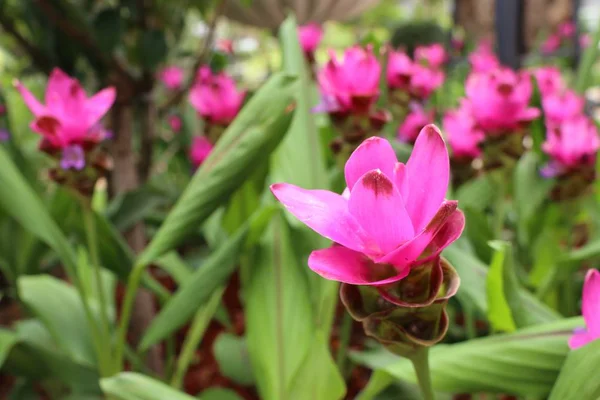 Fleurs Tulipes Siam Tropical — Photo