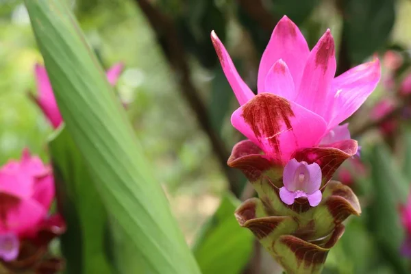 Siam Tulipán Květy Tropických — Stock fotografie