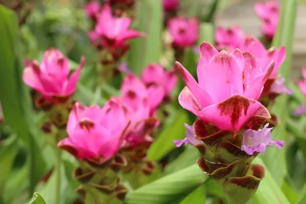 Siam Tulipán Květy Tropických — Stock fotografie