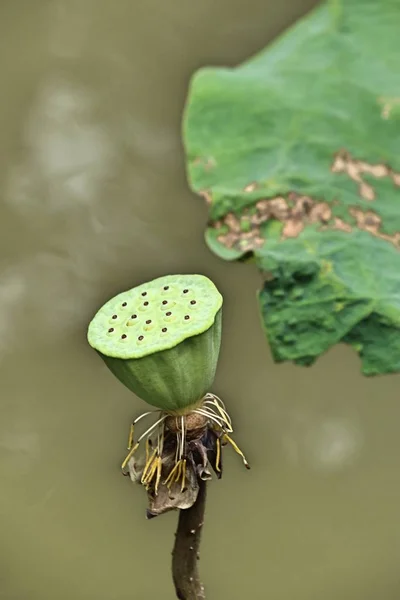 Lotus seed in tropical