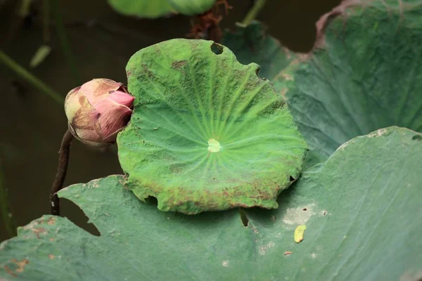 Mooie Lotusbloemen Tropische — Stockfoto