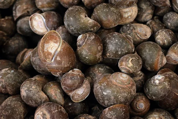 Conchas Frescas Comida Rua — Fotografia de Stock